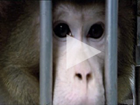 Click to view the Felix video