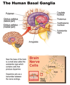basal_ganglia_detail-web